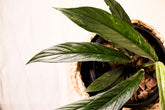 Rhaphidophora beccarii variegata